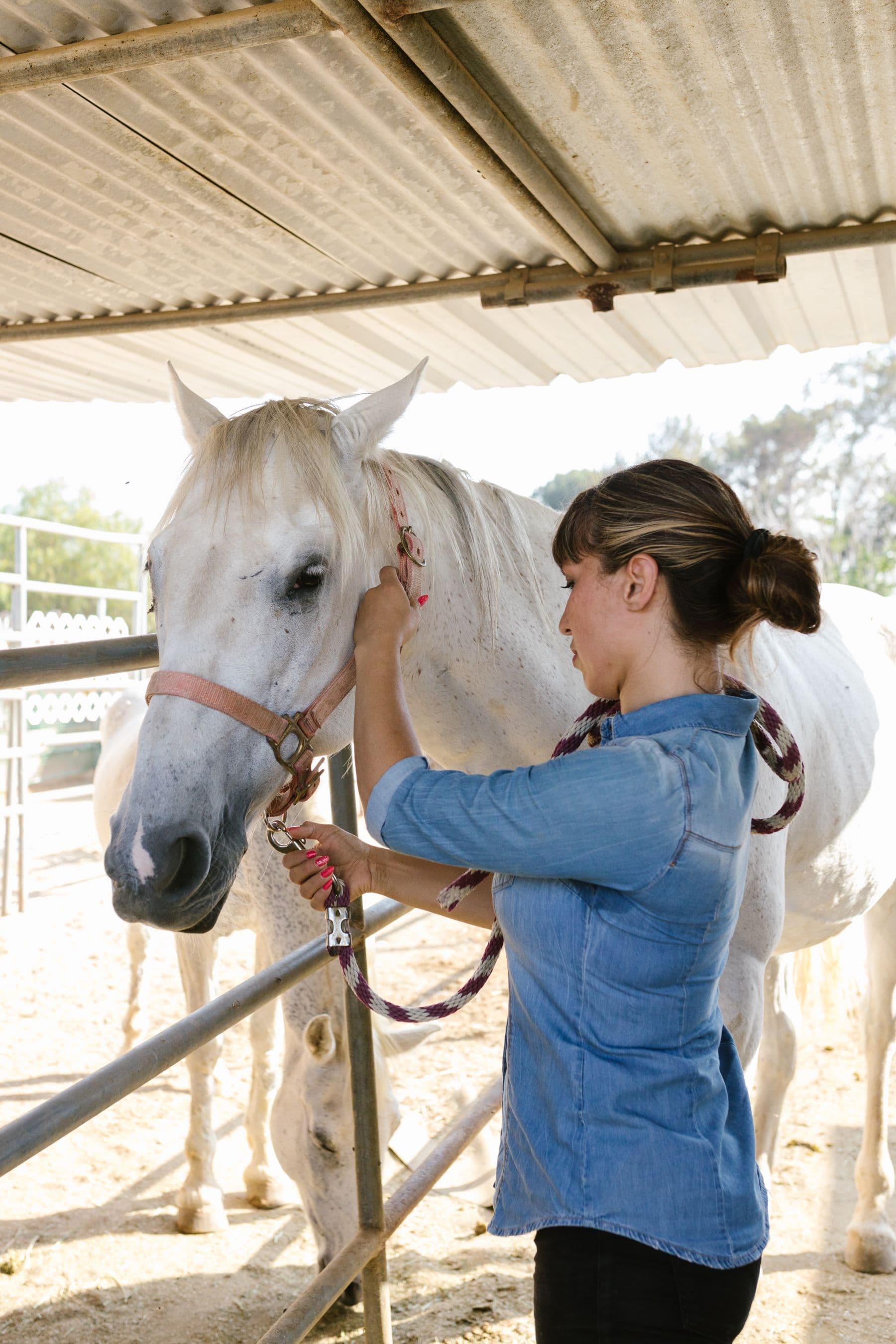 A caretaker calmly tending to a horse in a stable
