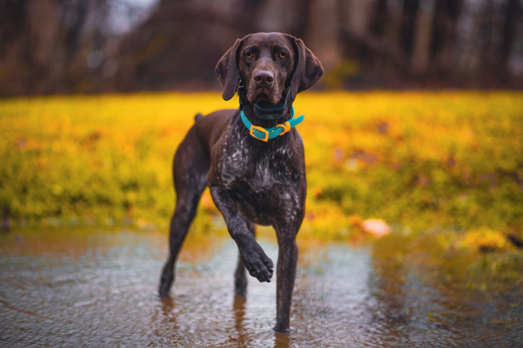 A companion dog standing in a wooded field