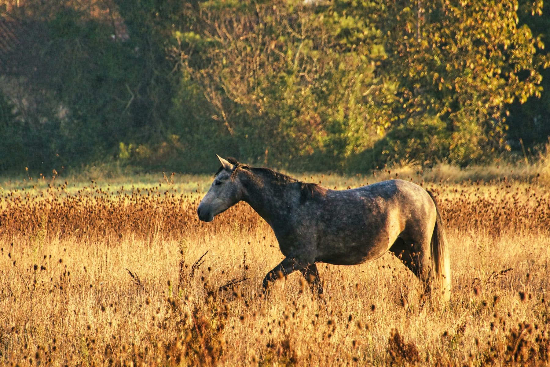A gray horse walking peacefully through a sunlit field