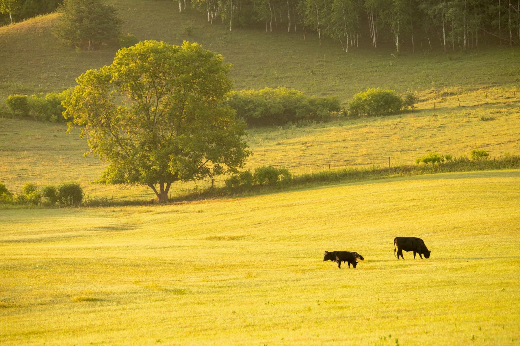 Cattle grazing in a quiet pasture at golden hour